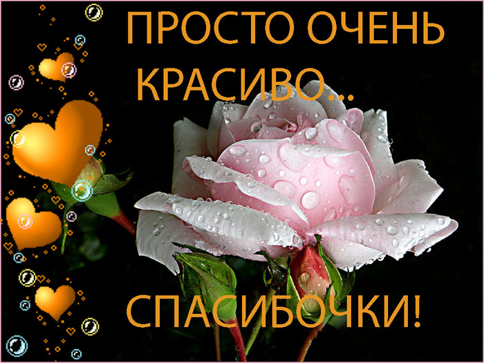 Открытка спасибо очень красиво, живые интересные настроение