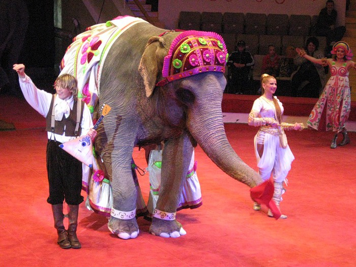 Танец слоники. Животные за кулисами цирка. Танец слонов. Танцующие слоны цирк. Танцующий слон цирковой.