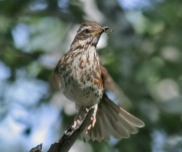 Птицы свердловской области фото и название летние