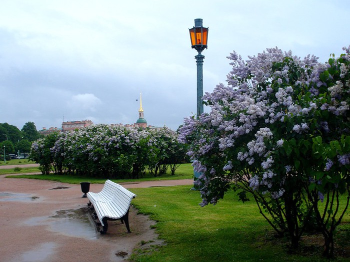 Марсово поле в санкт петербурге фото сирень