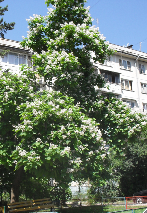 Деревья в геленджике фото