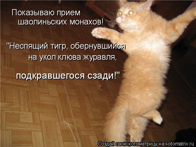 http://img0.liveinternet.ru/images/attach/c/1/60/888/60888872_kotomatrix_82.jpg