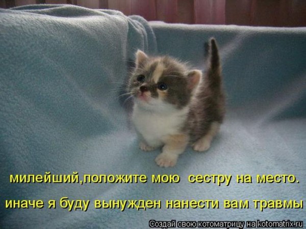 Котики любят друг друга картинки