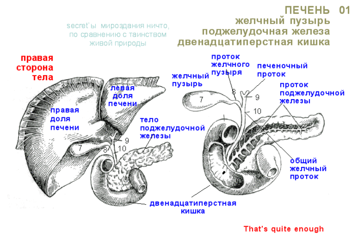 Печень желчный пузырь поджелудочная железа