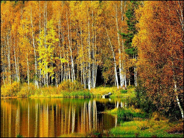 Ах какая осень. Осень березы вода. Красивые осень березы у реки. Осень у воды и Берёзки. Река, Березовая роща, осень.