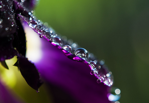 DSC_0026 (600x415, 48Kb)