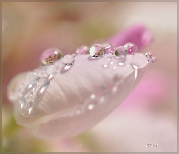 DSC_0082_hf (600x519, 109Kb)