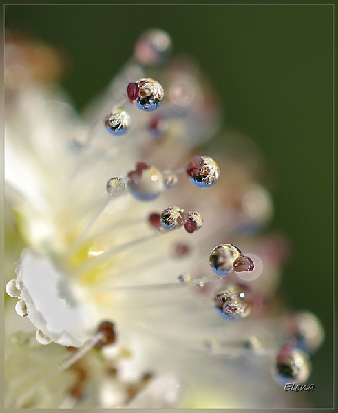 DSC_0240_hf (491x600, 61Kb)