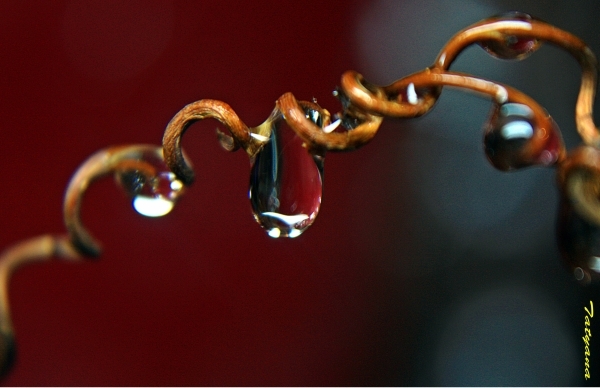 IMG_9863 (600x388, 147Kb)