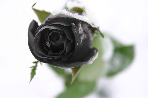 black (500x332, 16Kb)