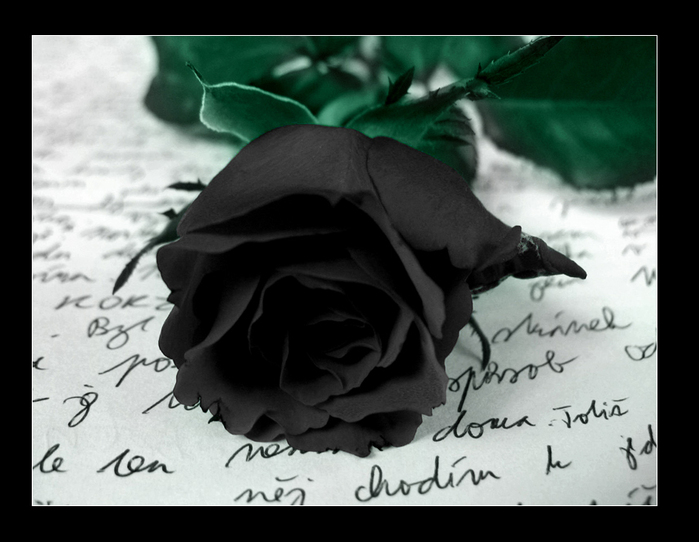 Black Rose (700x542, 182Kb)
