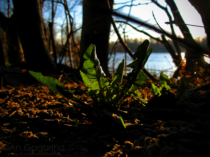 resIMG_2417 (700x525, 390Kb)