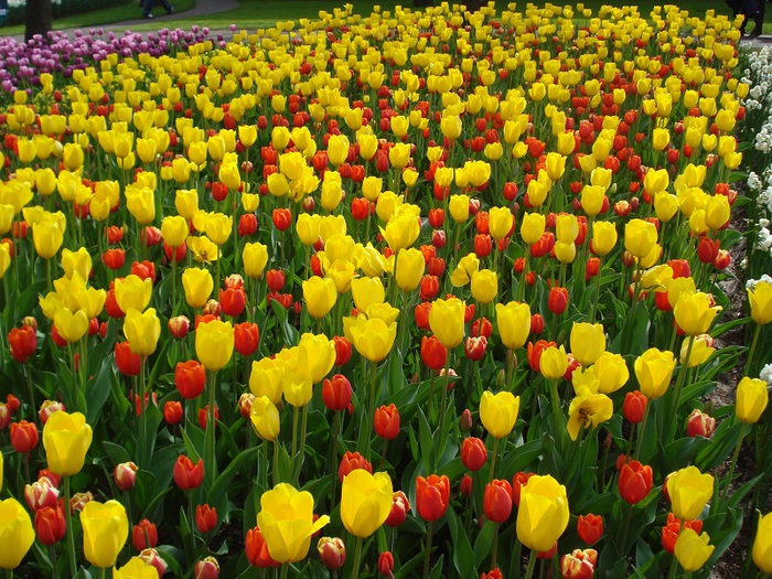Keukenhof/836192_DSC05966_800 (700x525, 220Kb)