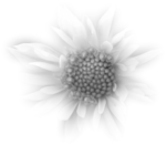  @-miste heart flower (500x437, 52Kb)