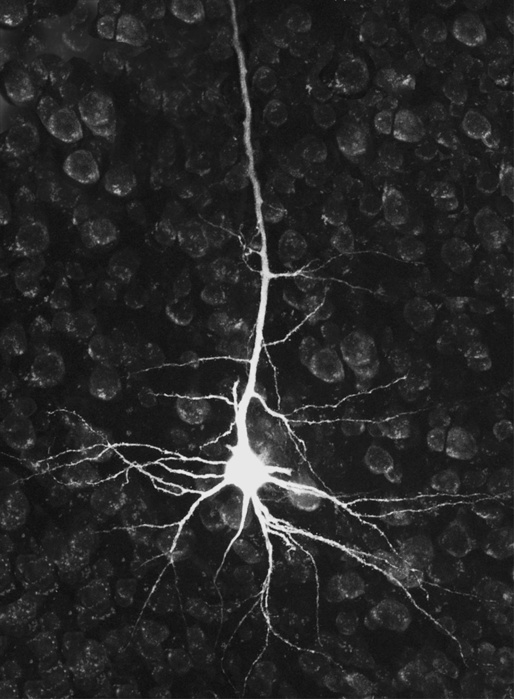 neuron (514x700, 121Kb)