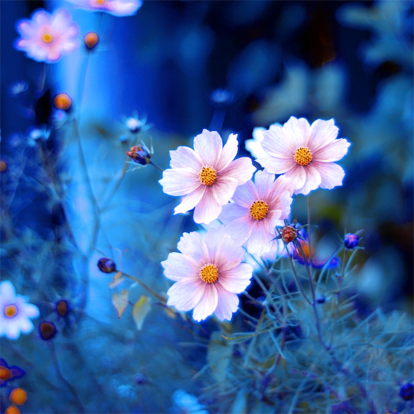 66996602_c497fcba1f9a496ec0268c3c2a5bee46d2zunoa (600x600, 394Kb)