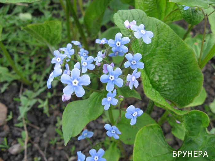 3755121_brynera (700x525, 312Kb)