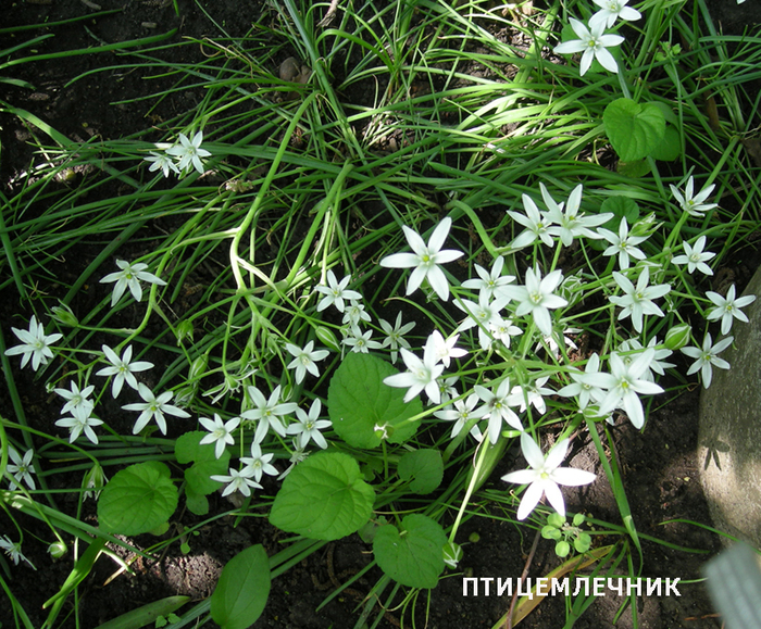 3755121_pticemlechnik (700x579, 581Kb)
