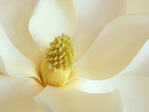  Magnolia Blossom (700x525, 165Kb)