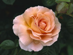  Hybrid Tea Rose (700x525, 180Kb)