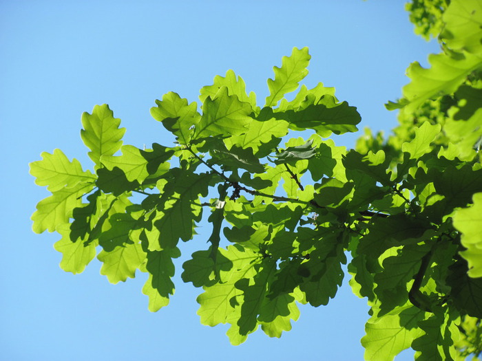 IMG_4692 (700x525, 110Kb)