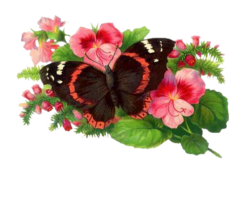 71761010_dd_butterfly16_0703 (496x399, 240Kb)