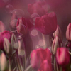e1d1c6d95bcc244e31cac71e8d86868d (100x100, 22Kb)