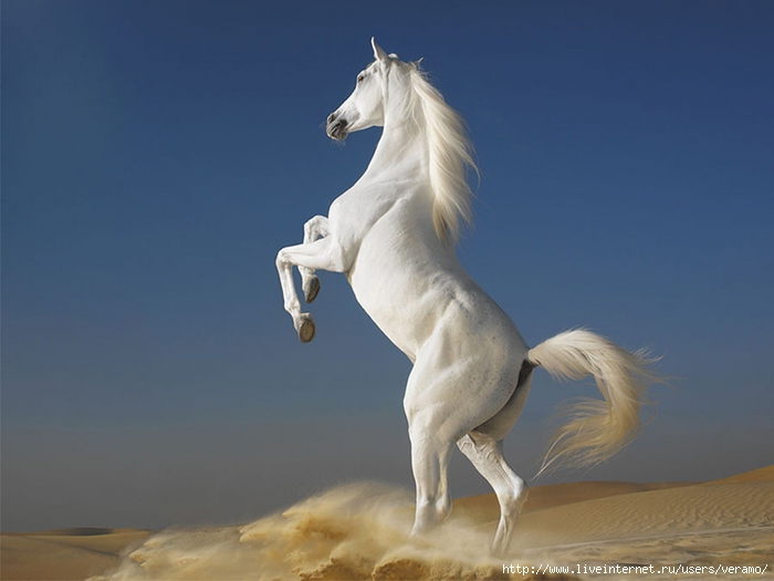 3846346_White_Horse (700x525, 165Kb)