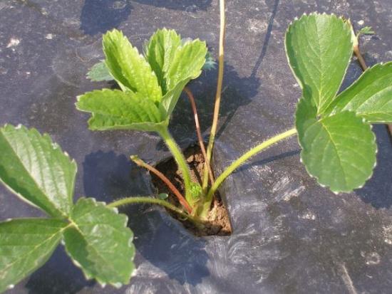 800px-strawberry_plant (550x413, 40Kb)