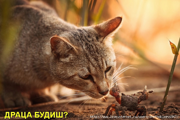 105658792_4809770_u4 (600x400, 161Kb)