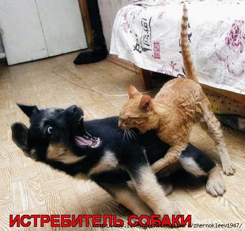 караул! (1) (483x455, 136Kb)