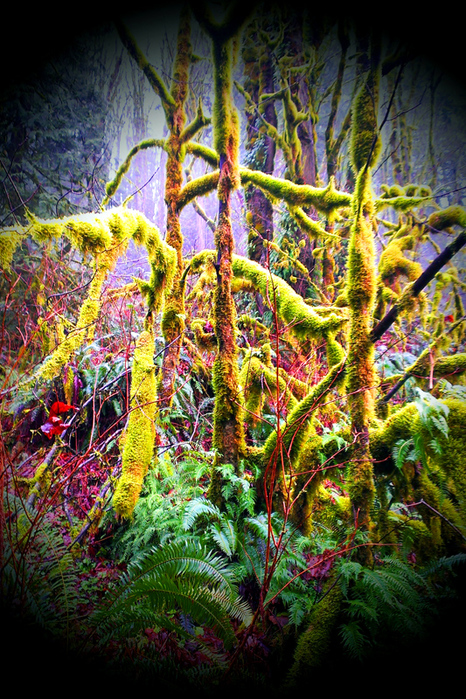 jungl_1_02 (466x700, 382Kb)