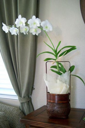 Выращивание орхидей на блоках