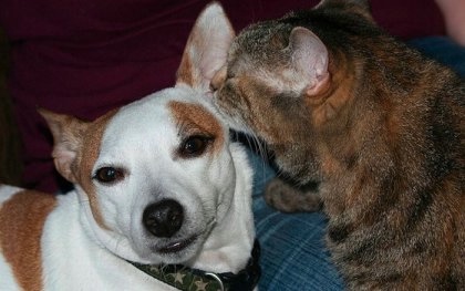 1302779415_1302704998_funny_cats_and_dogs_01 (420x263, 60Kb)