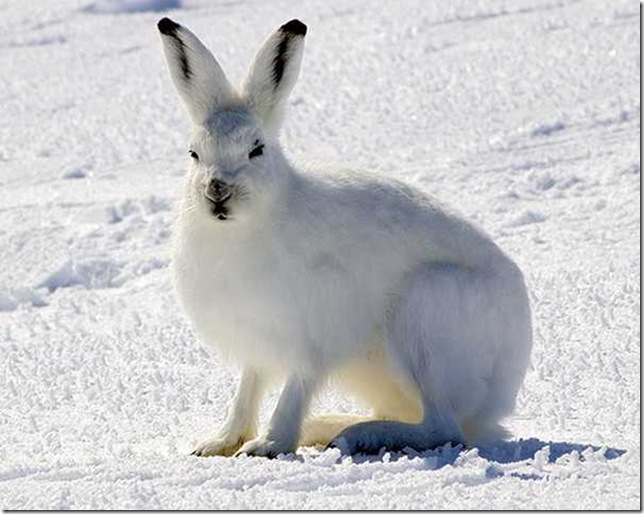 arctichares_3 (644x514, 87Kb)