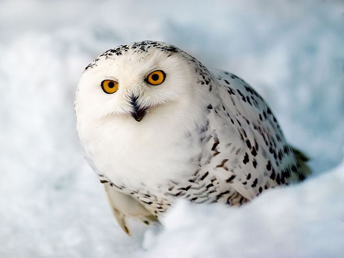 wallpapers_12261 (700x525, 37Kb)