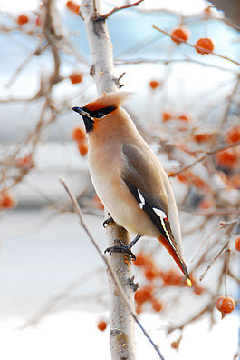Waxwing (265x396, 26Kb)