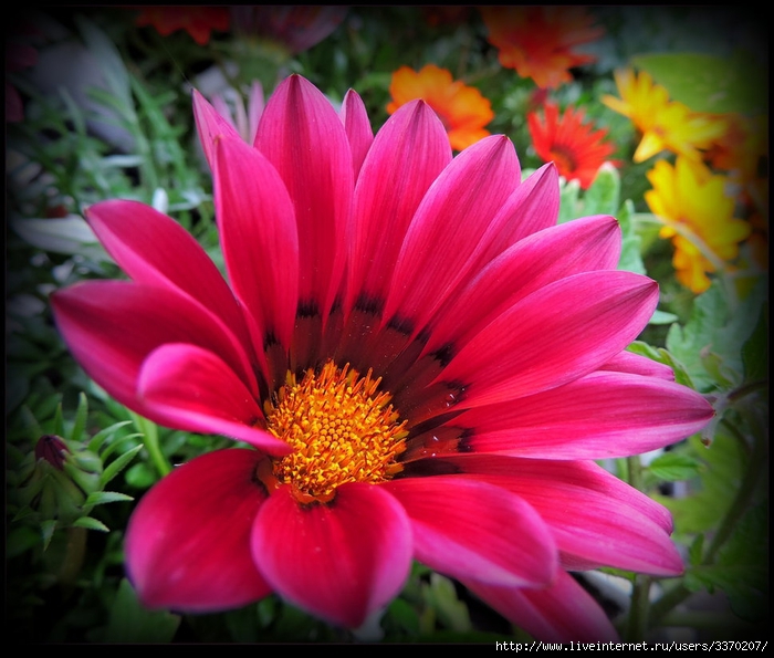 a_flower_for_lili_by_jocelyner-d6c6rxr (700x595, 280Kb)