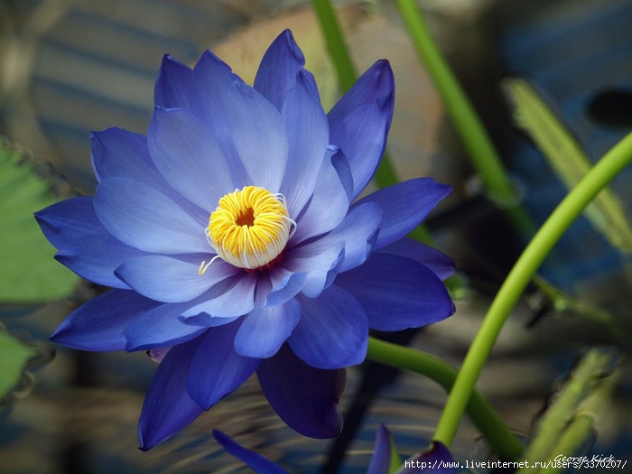blue_lotus_by_george___kirk-d6ptfup (700x525, 227Kb)