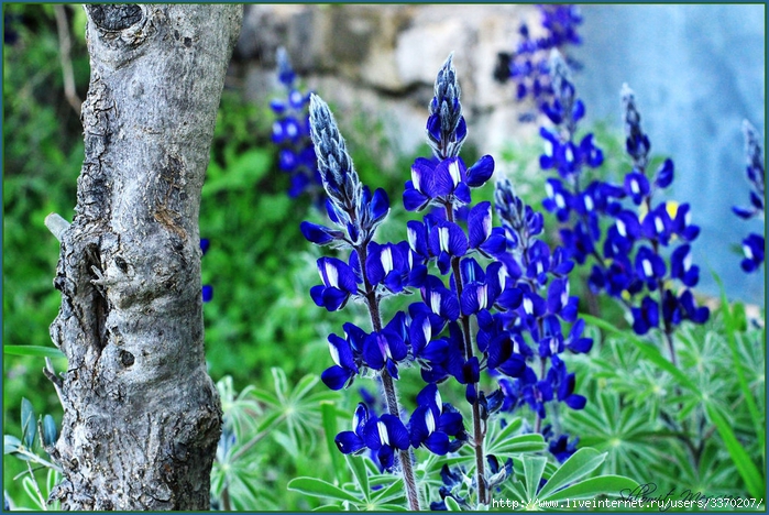 lupins_once_more_by_shlomitmessica-d6dewwv (700x468, 350Kb)
