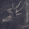 93870d82d42f (100x100, 97Kb)