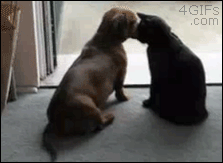 Cat-paw-stops-dachshund-dog (223x163, 2042Kb)