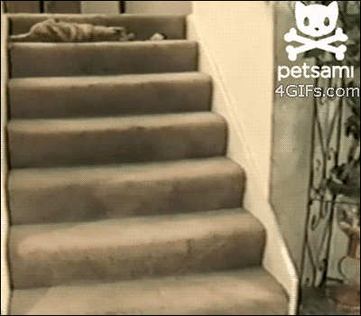 Cat-rolls-stairs (400x350, 2046Kb)