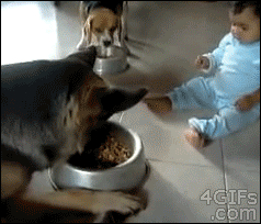 Kid-dog-food-bowl-tug-of-war (238x204, 2044Kb)