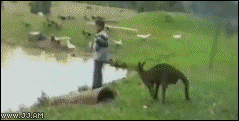 Kangaroo-kicks-guy-into-water (239x121, 1017Kb)