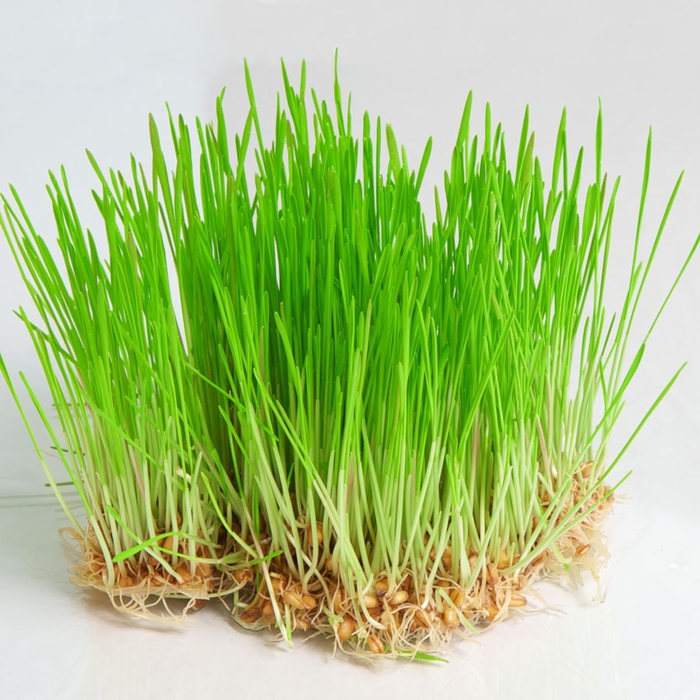 pic_wheatgrass (700x700, 319Kb)