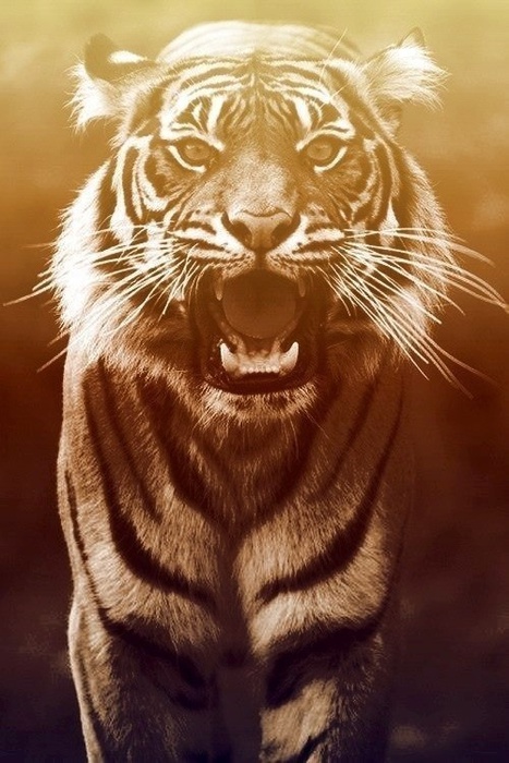 image (467x700, 129Kb)