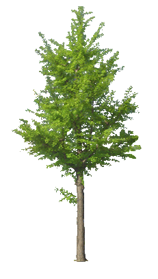 tree (200x320, 342Kb)