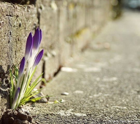 4741801_100665219_98631818_zhizn_cvetok (540x480, 143Kb)