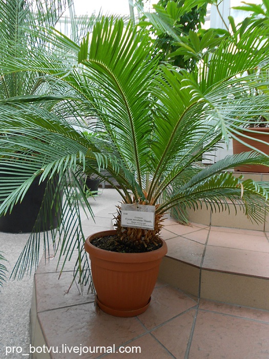 DSCN5330-2 (525x700, 208Kb)